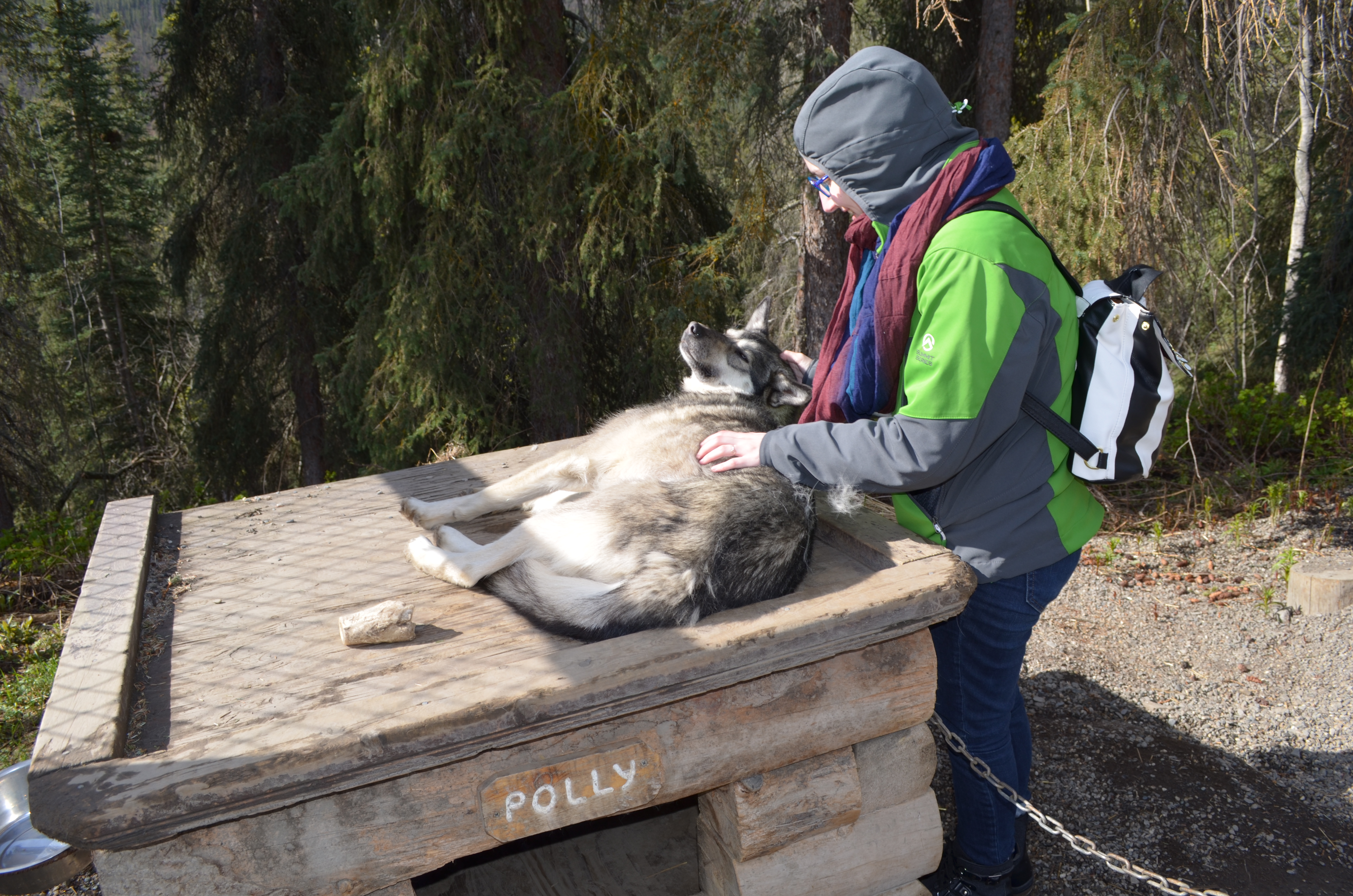 ./2017/08 - Alaska Cruise/03 - Denali/DSC_0282.JPG